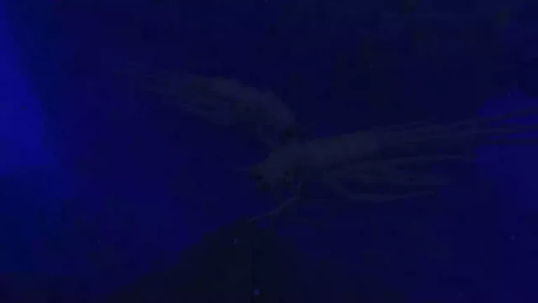 Los increíbles monstruos de agua agregados por Dark Waters habitarán en las profundidades.